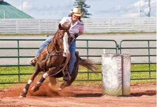 Amarillo Quarter Horse In Action